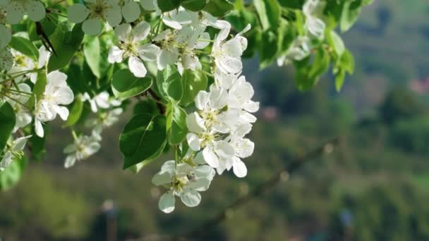 Krásné Jarní Bílé Květy Kvetoucí Hrušky Horském Sadu — Stock video