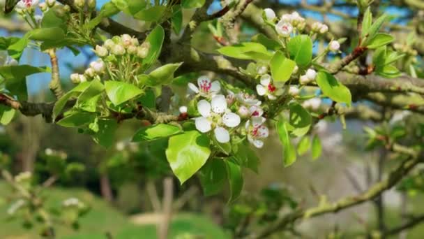 Weiße Blumen Eines Blühenden Birnbaums Einer Obstgarten Nahaufnahme — Stockvideo