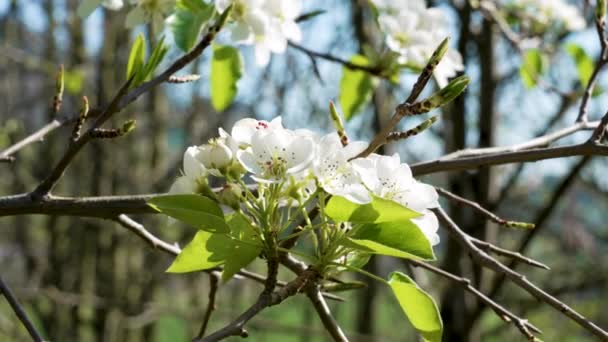 春に白い果実梨の木の花を咲かせる果樹園 — ストック動画