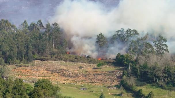 Fogo Florestal Montanha Fogo Selvagem Árvores Ardentes Com Chama Fumaça — Vídeo de Stock