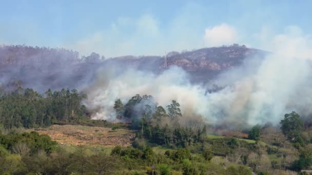 Fogo Florestal Montanha Fogo Selvagem Árvores Ardentes Com Chama Fumaça — Vídeo de Stock