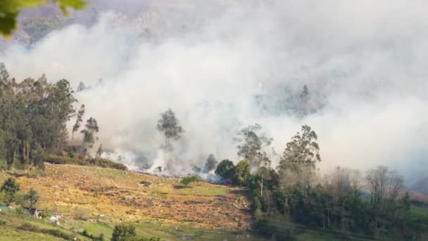 Fogo Florestal Montanha Fogo Árvores Arder Com Fumo Desastre Natural — Vídeo de Stock
