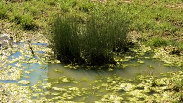 Grünes Sumpfgras Sommerlichen Sumpfland — Stockvideo