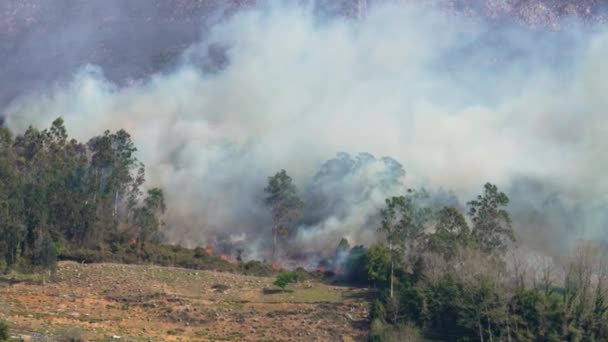 Fogo Floresta Montesa Espanha Fogo Selvagem Desastre Natural Devido Alterações — Vídeo de Stock