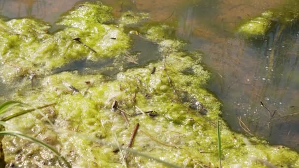 Alghe Paludose Verdi Nella Palude Estiva Vicino — Video Stock