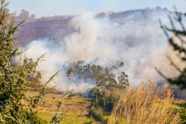 Dağda yoğun dumanla yanan ağaçlarla orman yangını. Avrupa 'da doğal afet