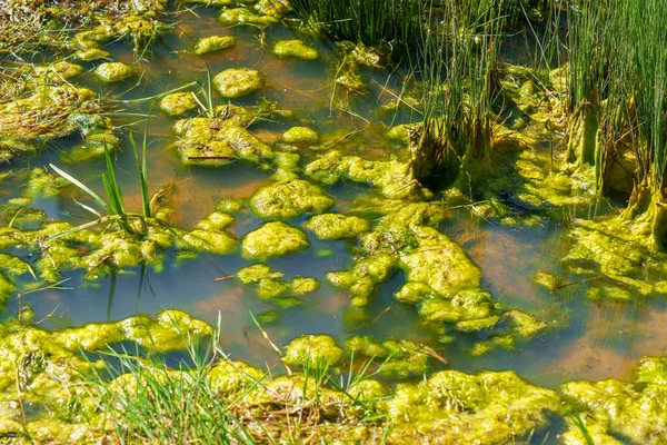 stock image Green swamp grass in summer swampland close up