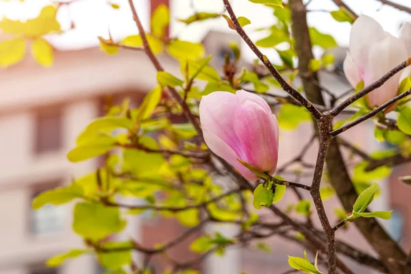 Розовые Весенние Цветы Магнолии Городской Улице Цветущем Дереве — стоковое фото