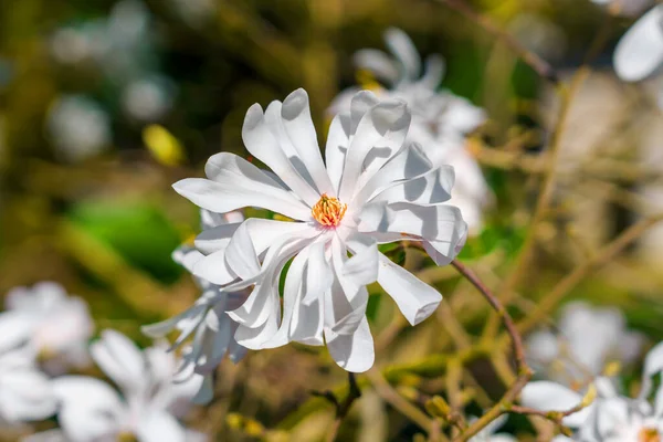 stock image White beautiful flower magnolia stellata tree on a branch closeup