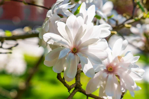 Magnolia Stellata Flor Blanca Una Rama Árbol Con Flores Jardín — Foto de Stock