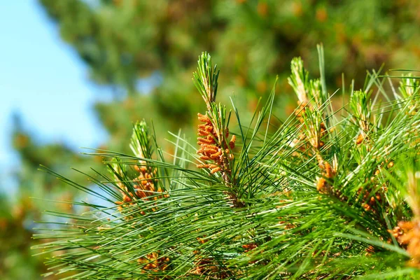 青空を背景に若いコーンと松の木を開花 — ストック写真