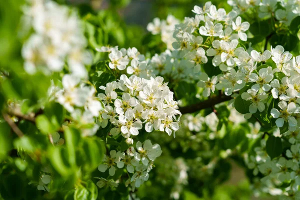 stock image Blooming orchard with white flowers of fruit pear tree in spring