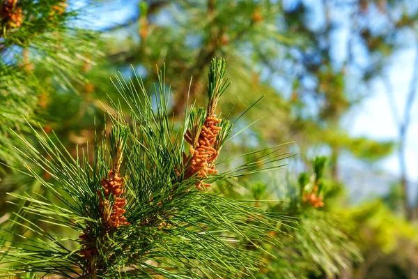 青空の背景に咲く森の木の枝に若い松のコーン — ストック写真