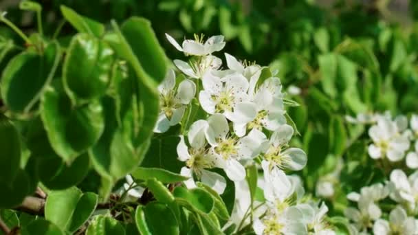 Apfelweiße Blüte Auf Einem Blühenden Gartenbaum Frühling Mit Schönen Blumen — Stockvideo