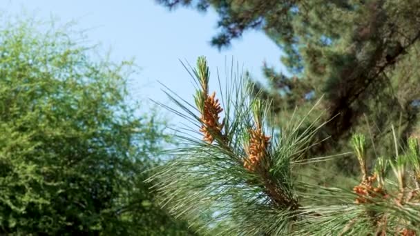 Çiçekli Çam Ağacı Mavi Gökyüzü Arka Planında Genç Koniler — Stok video