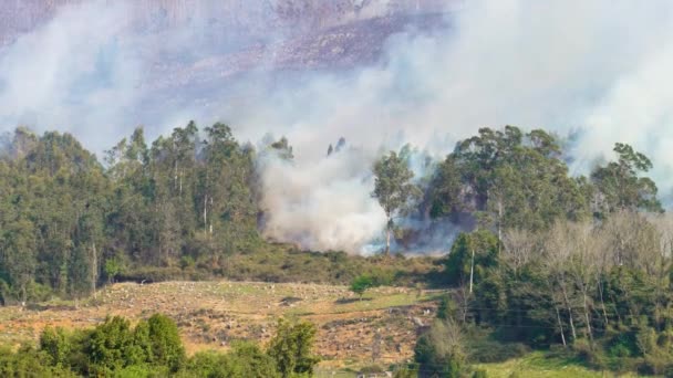 Incendio Forestal Incendio Forestal Una Colina Montañosa Incendios Forestales España — Vídeos de Stock