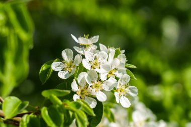 Çiçek açan bir bahar meyvesinin dalındaki beyaz güzel çiçekler