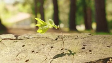 Bir ağaç kütüğünün üzerinde yeşil yaprağı olan filizlenen genç bir filiz. Umut ve yeni hayat konsepti