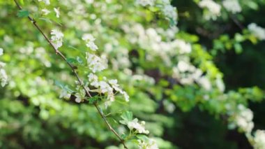 Beyaz çiçeklerle açan bahar ağacı.
