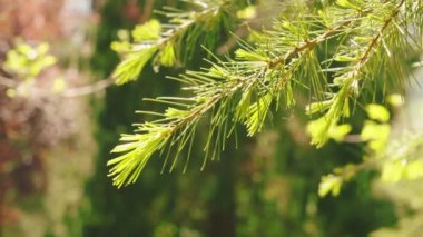 Orman kozalaklarının yeni iğnelerini salın. Yeni yaşam konsepti