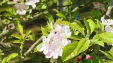 Baharda bahçede çiçek açan güzel pembe ağaçlar. Çiçek açan meyve bahçesi