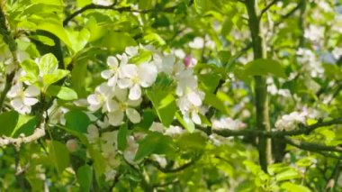 Baharda bahçede çiçek açan güzel beyaz ağaç çiçekleri. Çiçek açan meyve bahçesi