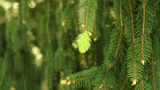 Spring New Needles Forest Spruce Close New Life Concept — Stock Video