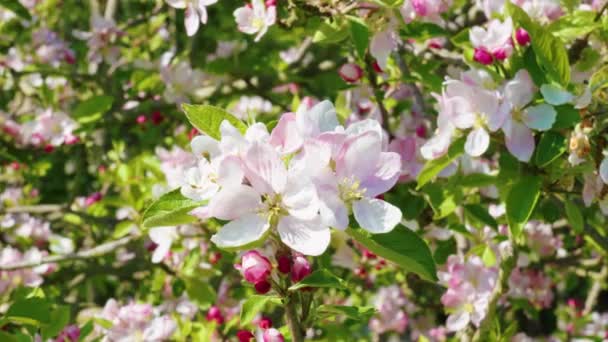 Bloeiende Lenteboom Met Witte Roze Bloemen Close — Stockvideo
