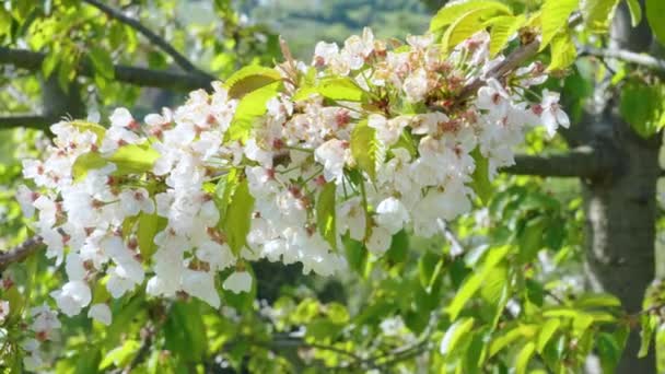 Belas Flores Árvores Brancas Florescendo Jardim Primavera Pomar Flor — Vídeo de Stock