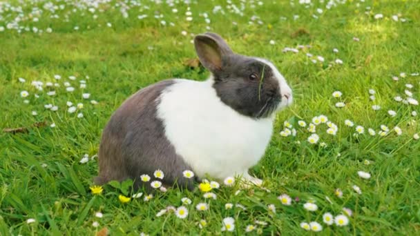 Feliz Conejo Masticando Hierba Verde Fresca Prado Primavera Con Hermosas — Vídeos de Stock