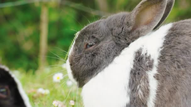 草甸上可爱的灰白色兔子 菊花密闭 — 图库视频影像