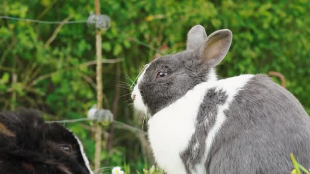 在一个长满绿草和树木的夏季农场里 有趣的成年兔子 — 图库视频影像