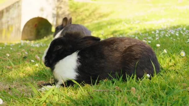 Чарівні Фермерські Кролики Квітковому Полі Смішний Сонний Кролик Крупним Планом — стокове відео