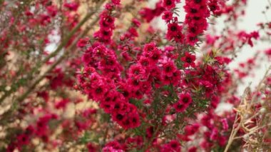 Çiçek açmış güzel kırmızı manuka ağacı çiçekleri. Leptospermum scoparium