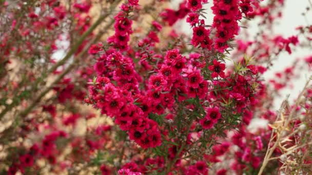 Schöne Rote Manuka Bäume Blühen Leptospermum Scoparium — Stockvideo