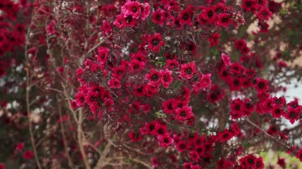 Червоні Квіти Квітучого Новозеландського Чайного Дерева Або Leptospermum Scoparium — стокове відео
