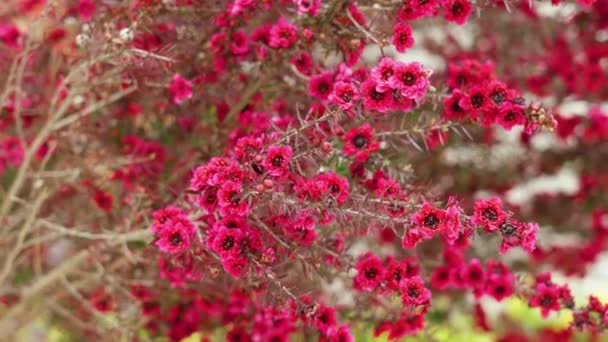 Όμορφα Κόκκινα Άνθη Μανουκας Ανθισμένα Λεπτόσπερμο Σκόπιο — Αρχείο Βίντεο
