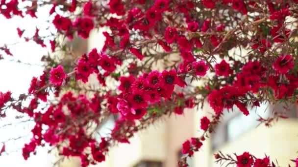 Flores Rojas Flor Leptospermum Scoparium Árbol Nueva Zelanda Ciudad — Vídeos de Stock