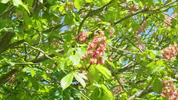 Árvore Castanha Florescendo Com Flor Vermelha Primavera Fundo Céu — Vídeo de Stock