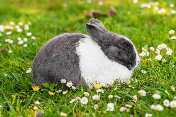 Schlafen Schöne Graue Weiße Kaninchen Auf Der Wiese Mit Kamillenblüten — Stockfoto