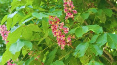 At kestanesi ağacının bahar kırmızı çiçekleri. Yaklaş.