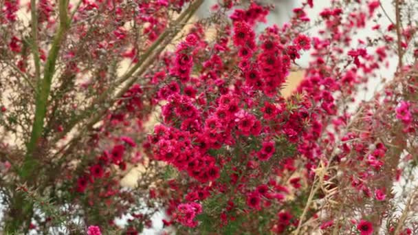Манука Медові Квіти Квітучому Дереві Червоним Весняним Цвітінням Місті — стокове відео