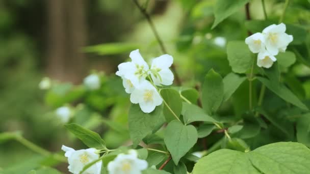 Witte Engelse Dogwood Bloemen Sluiten Filiadelphus Coronarius — Stockvideo