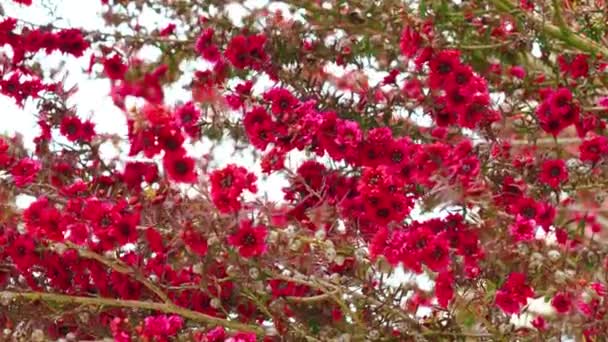 Ανθισμένο Δέντρο Τσαγιού Σκούπα Κόκκινα Βιωματικά Λουλούδια — Αρχείο Βίντεο