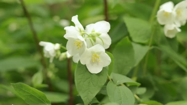 Білі Квітучі Квіти Коронарія Зблизька — стокове відео
