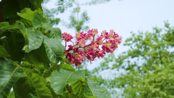 Красивые Красные Каштановые Цветы Дереве Весной Голубом Фоне Неба — стоковое видео