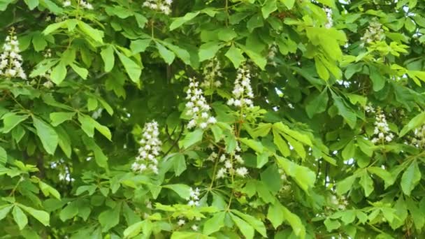 Fehér Gesztenyefa Virágok Virágzik Buja Zöld Tavasz Lombozat — Stock videók