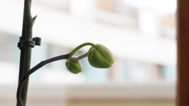 Orkide tomurcukları odada birbirine yakın. Phalaenopsis ev çiçeği