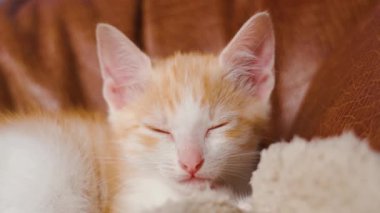 Kanepede uyuyan sevimli kızıl kedi yavrusu. Kapalı gözlü turuncu kedi kafası. Komik paslı bebek kedi.