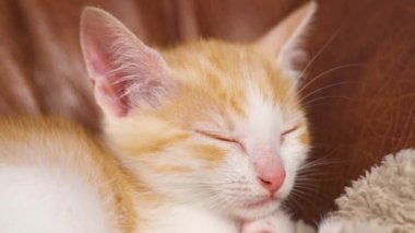 Kızıl kedicik kanepede uyuyor. Uykulu, sevimli, turuncu, genç kedi.